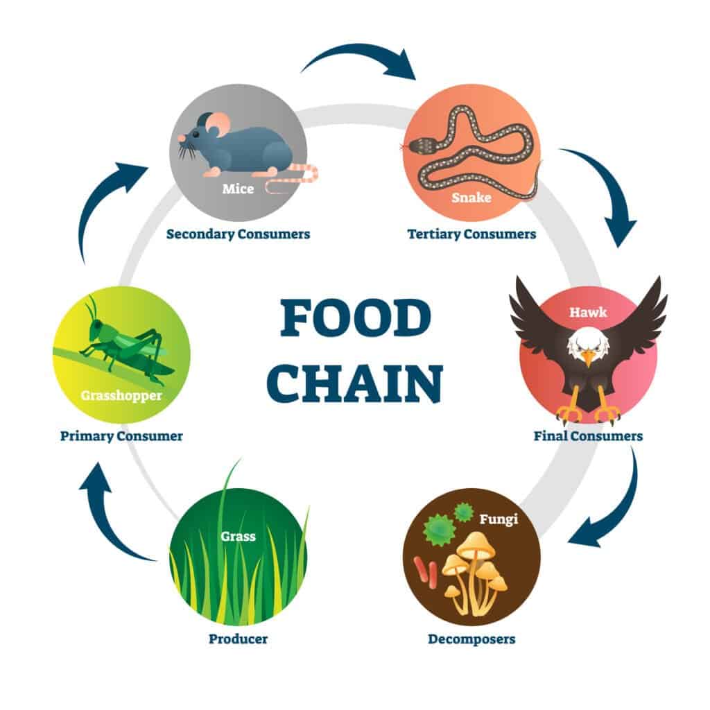 Catena alimentare vs.  Rete alimentare - Diagramma della catena alimentare