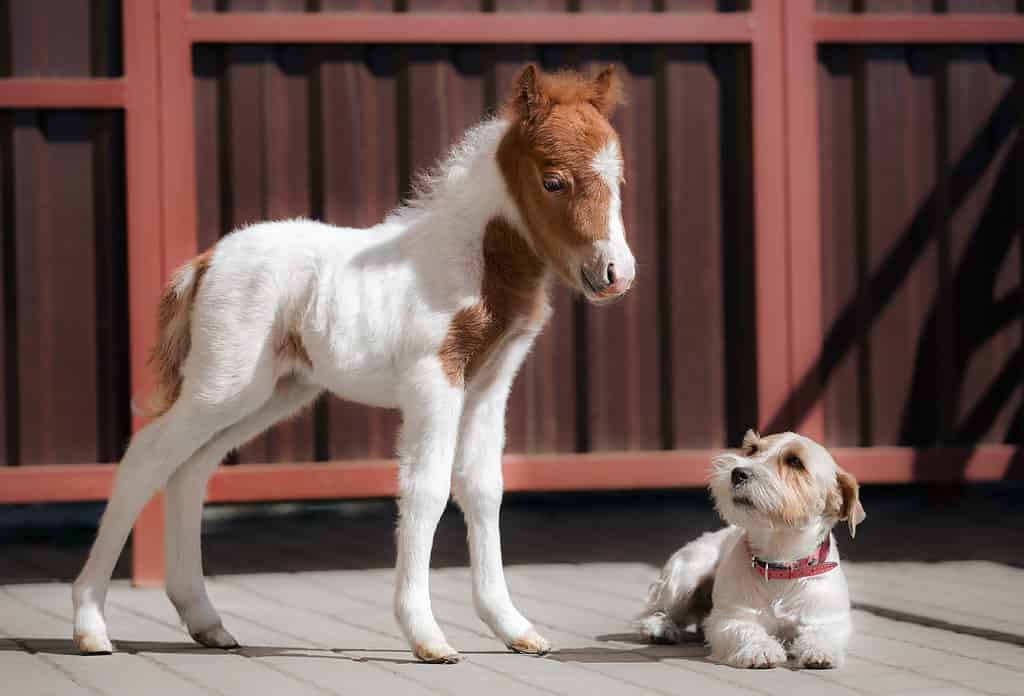 Mini cavallo accanto a un cane