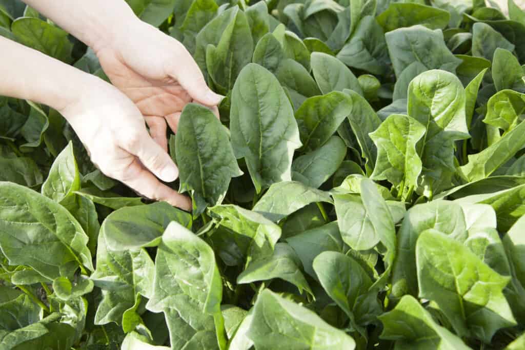 Gli spinaci sani saranno di colore verde scuro o di un vivace verde brillante