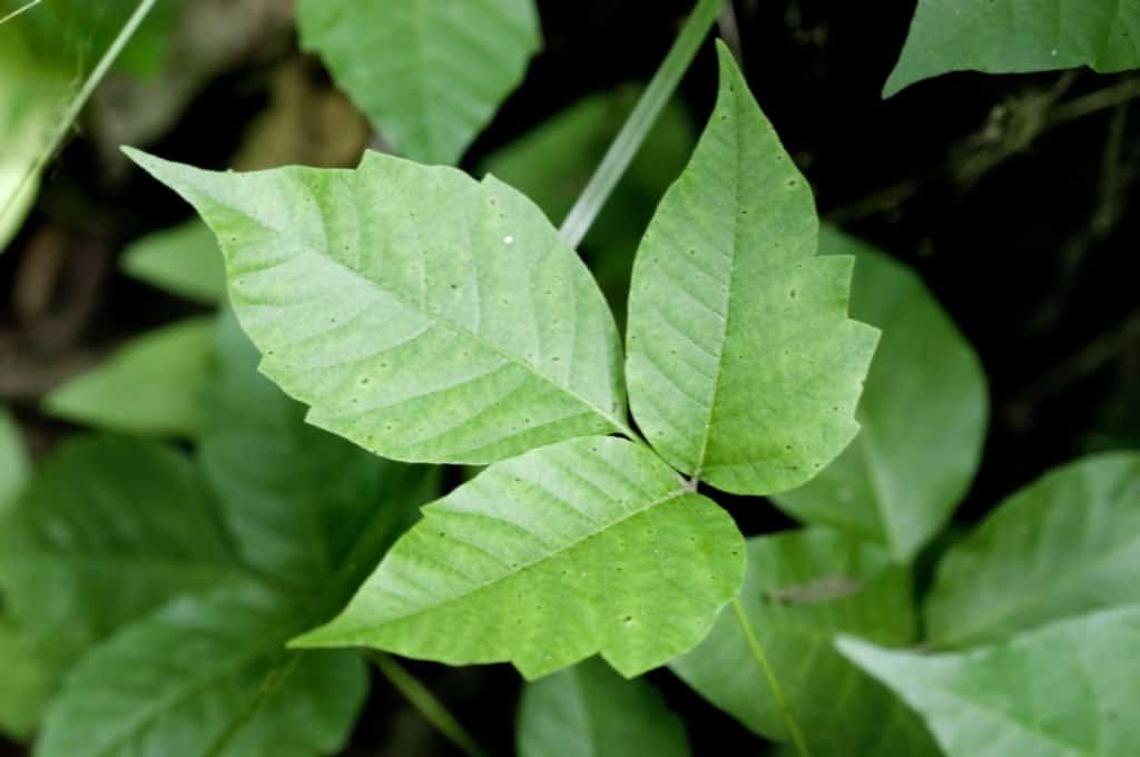Immagine ravvicinata delle foglie di edera velenosa.