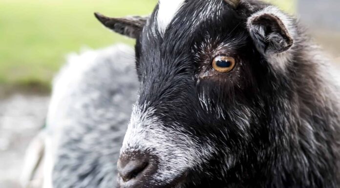 Che suono fa una capra e perché?
