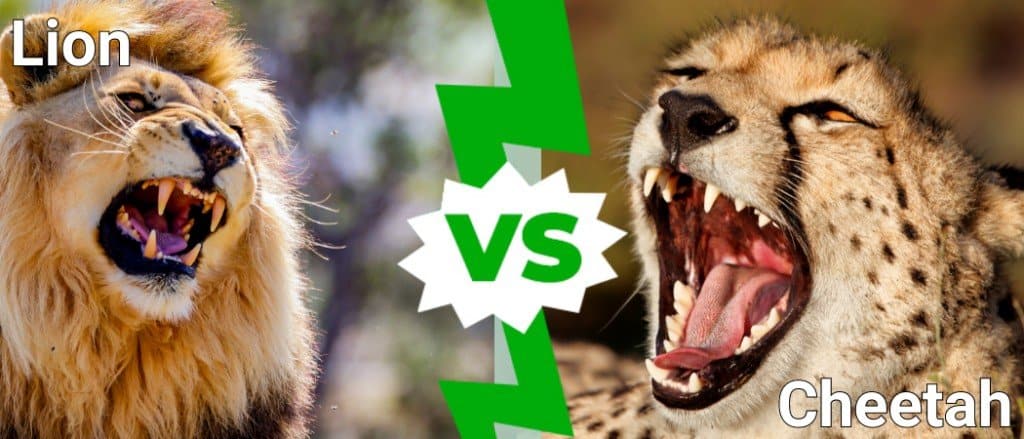 Leone contro ghepardo