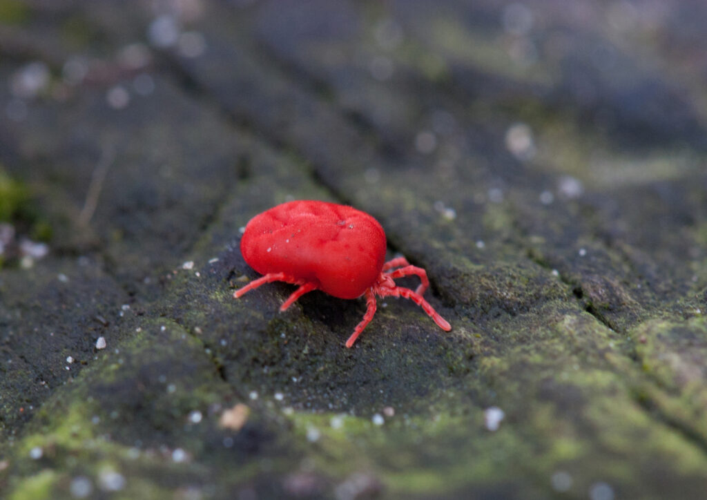 Chigger della famiglia Trombiculidae