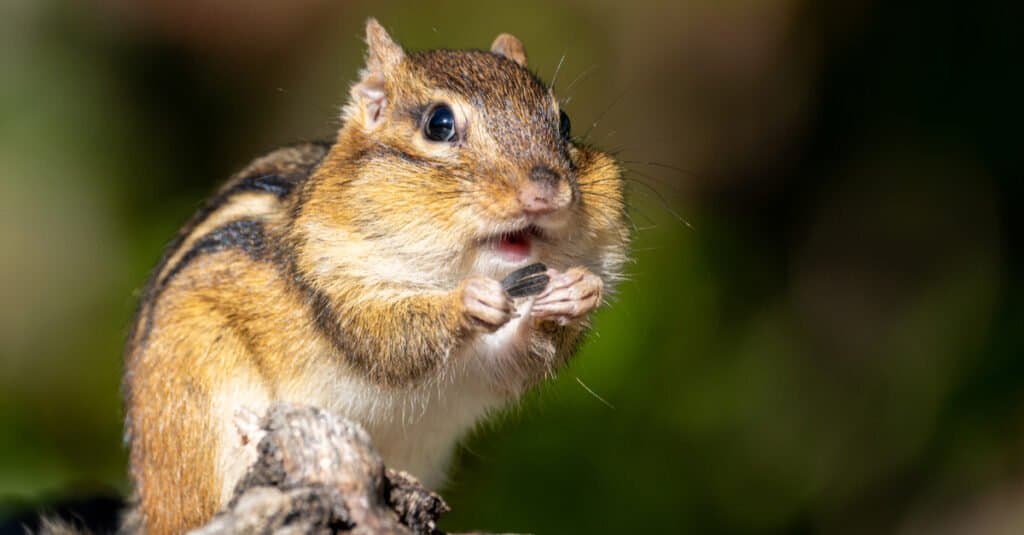 Denti di scoiattolo - Chipmunk che mangia