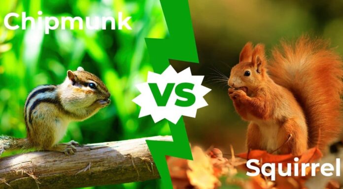 Chipmunk vs Squirrel: spiegate le 7 principali differenze
