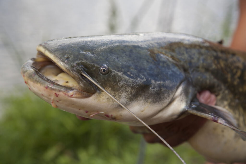 pesce gatto