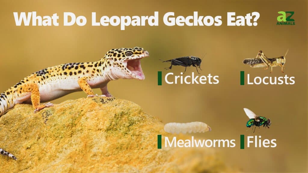 Cosa mangiano i gechi leopardo