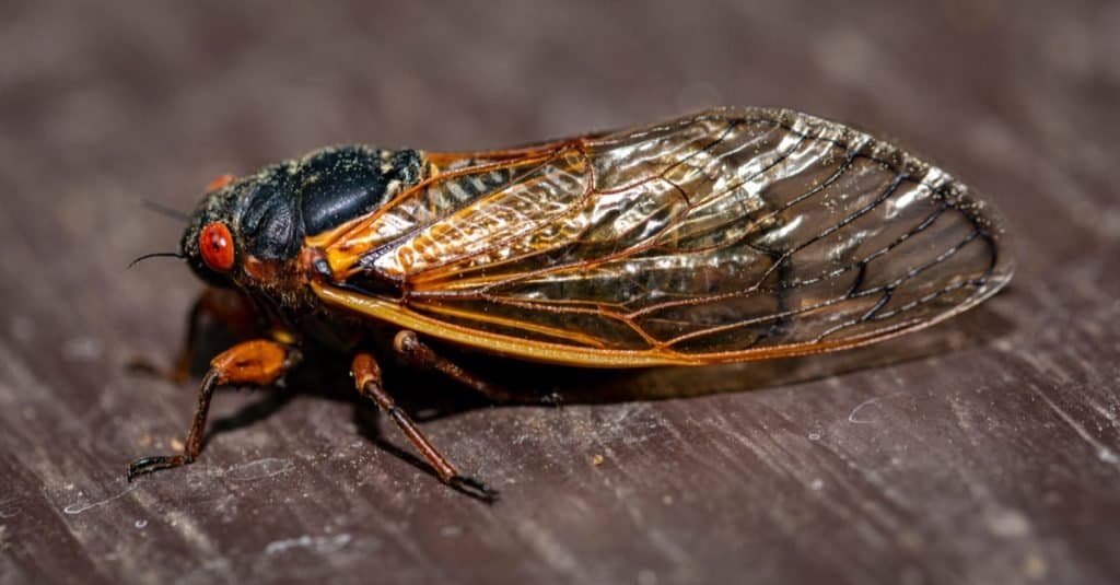 Vista laterale della cicala Brood IX 17 anni, che evidenzia la struttura alare traslucida