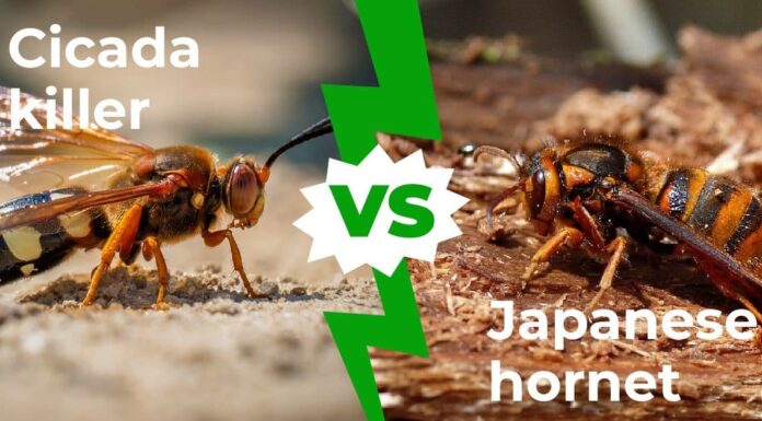 Cicala Killer vs Hornet giapponese: il ronzio sulle grandi api con 3 differenze chiave
