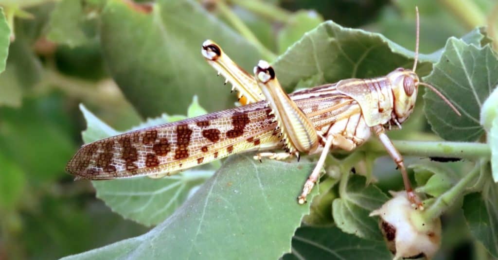 Cicale vs locuste: qual è la differenza?