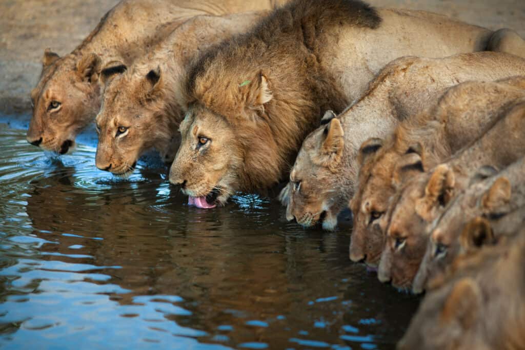Un branco di leoni che bevono da uno stagno.
