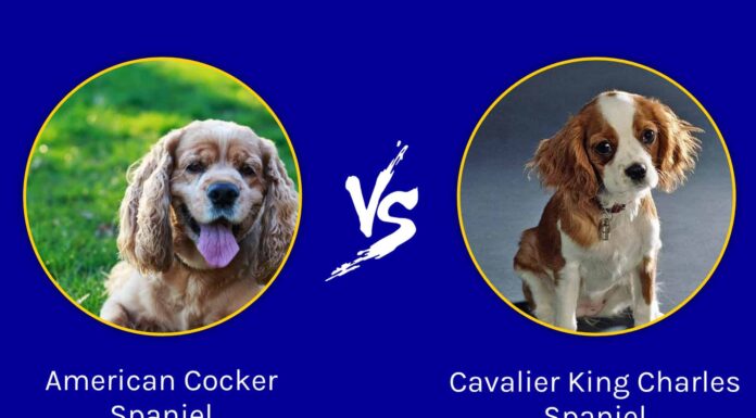 Cocker Spaniel americano vs Cavalier King Charles Spaniel: qual è la differenza?
