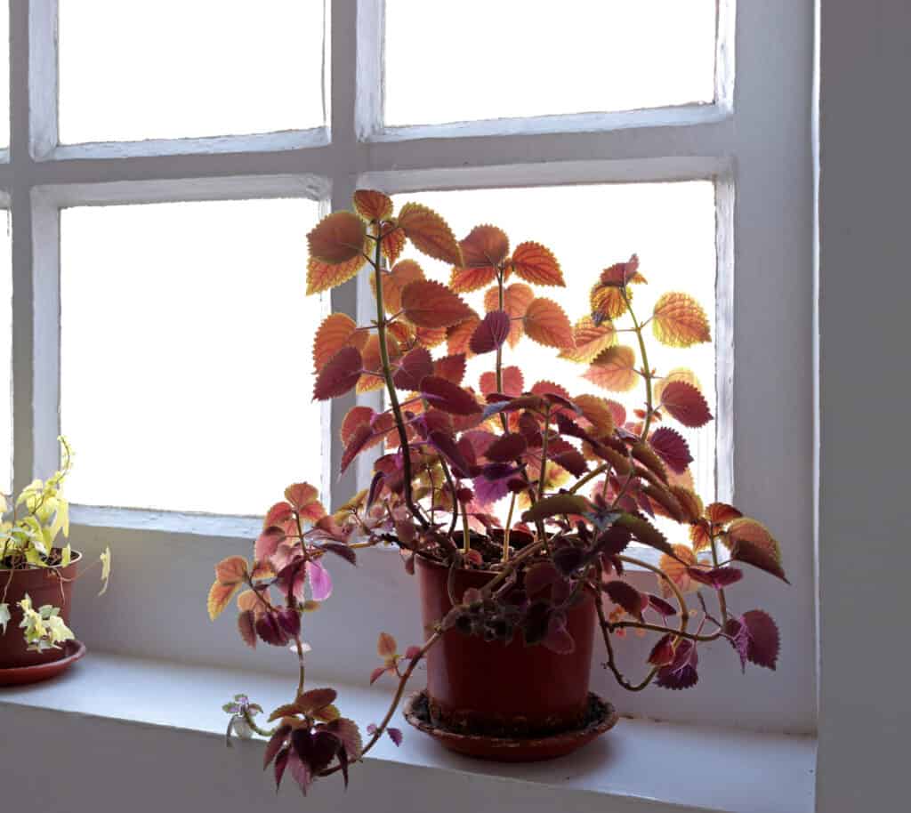 un coleus rossastro visto in controluce da una finestra