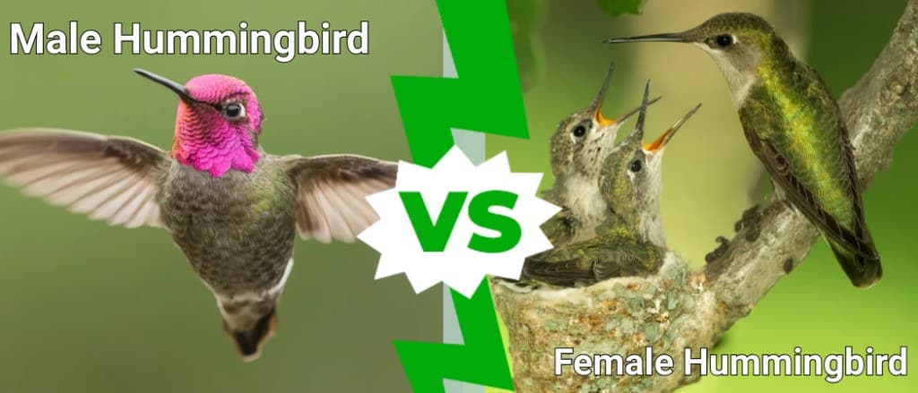 Colibrì maschio contro colibrì femmina