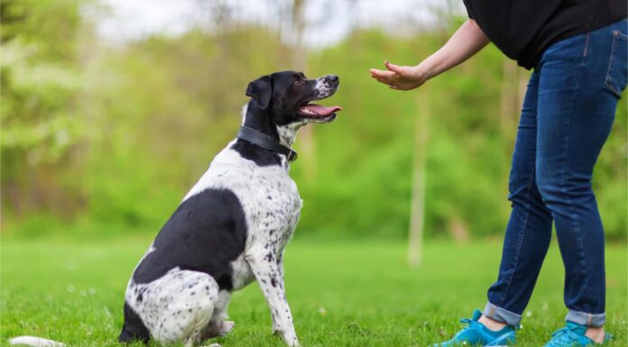 Come addestrare un cane: i fatti da conoscere
