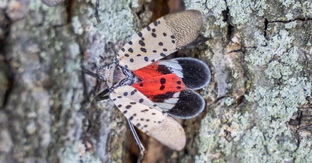 Come costruire una trappola per mosche lanterna maculata