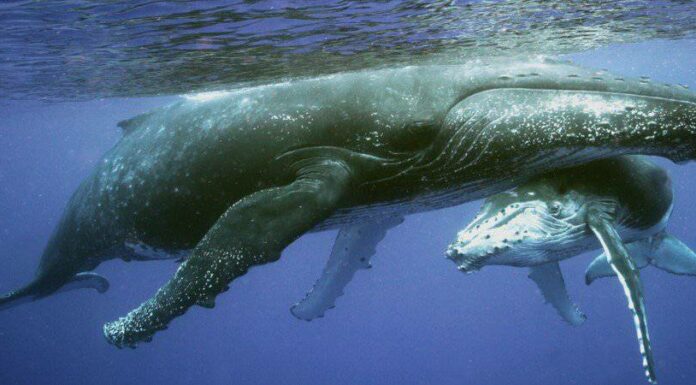 Come fanno le balene a bere il latte sott'acqua?
