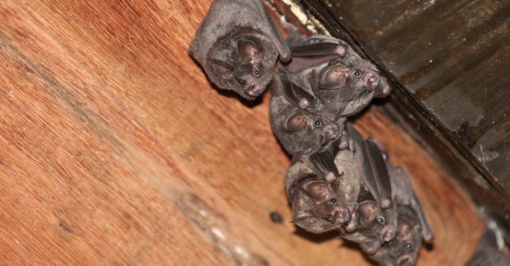 Pipistrello in soffitta