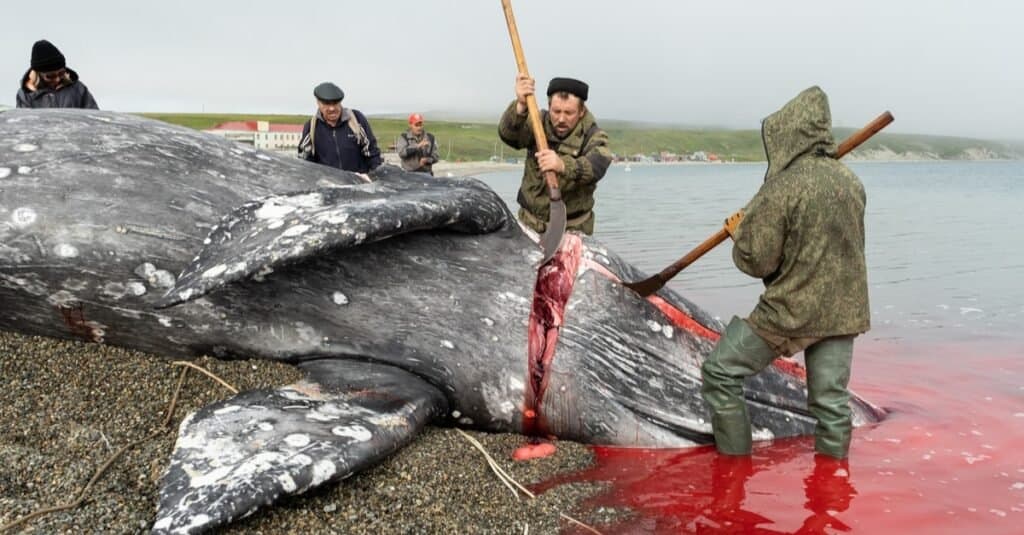 Come muoiono le balene: la caccia