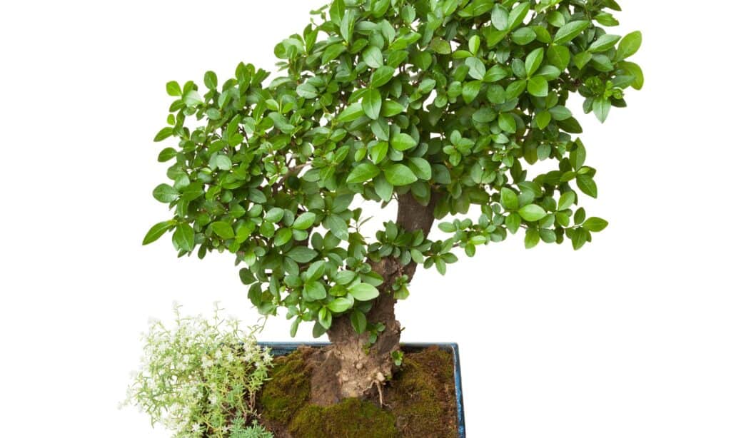 Come posizionare correttamente un albero bonsai