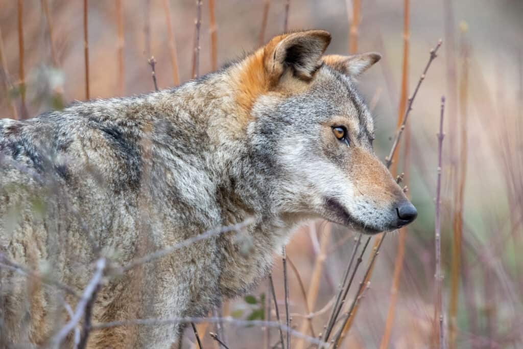 Lupo appenninico allo stato brado