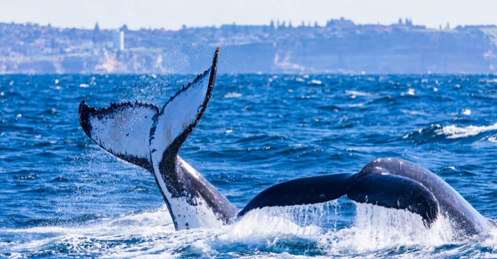 Come si nascondono le balene - Due balene in migrazione