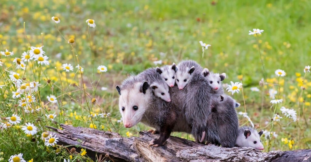 baby-opossum-famiglia