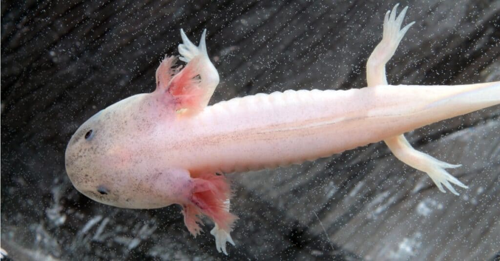 sopra la vista dell'axolotl rosa