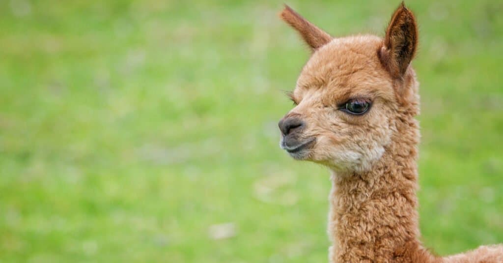 primo piano dell'alpaca del bambino