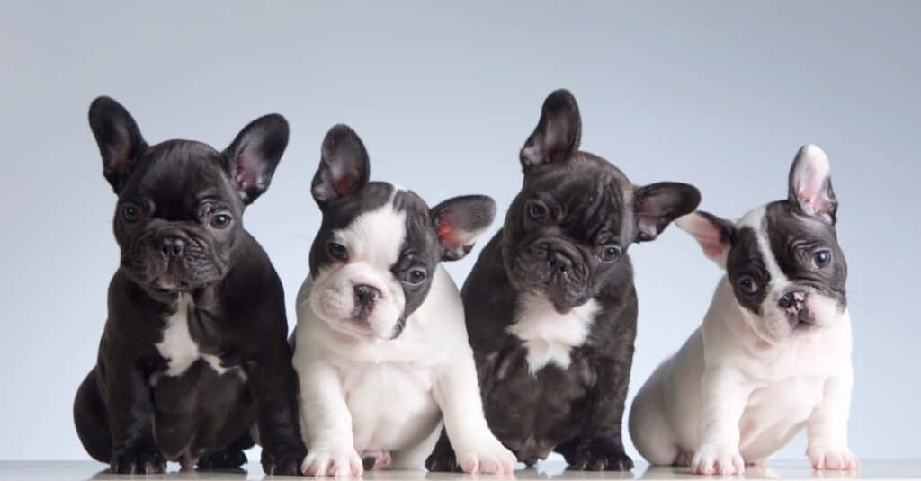 quattro cuccioli di bulldog francese