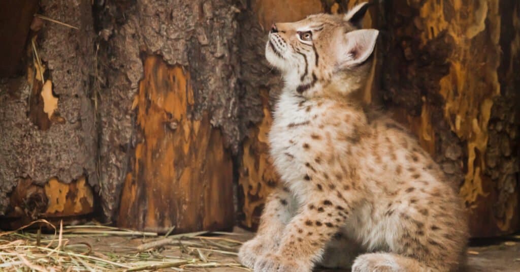 adorabile cucciolo di lince