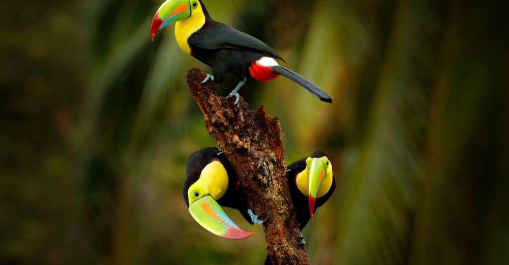 gruppo tucano bambino