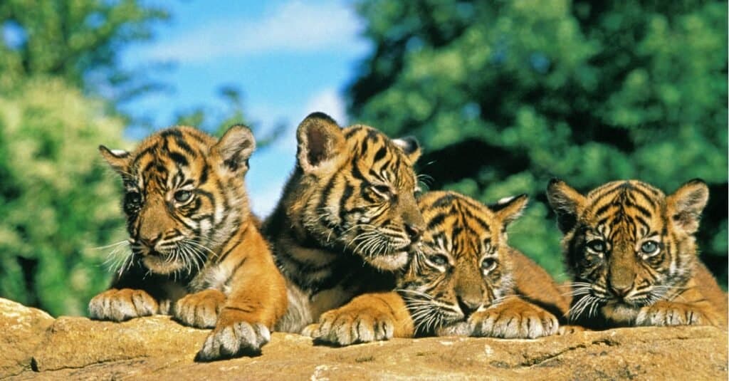 Come si chiama un gruppo di tigri e come si comportano?