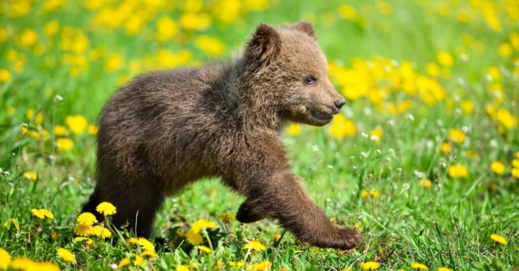 cucciolo di orso che corre