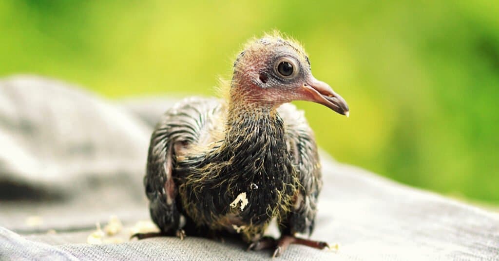 baby-uccellino-piccione-primo piano