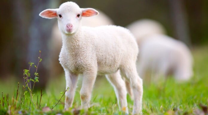baby sheep portrait