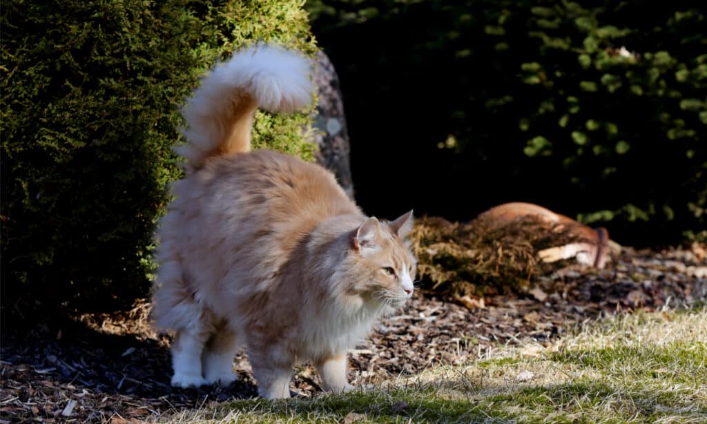 Il gatto delle foreste norvegesi segna il territorio spruzzando.