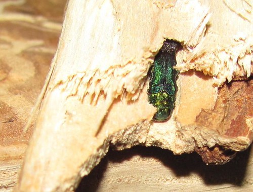 Un Emerald Ash Borer scavato in un pezzo di legno di frassino