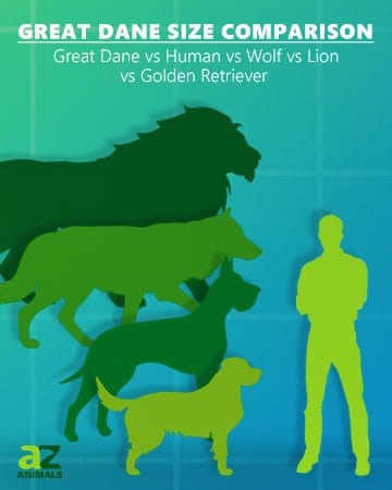 Confronto delle dimensioni degli alani: umani, lupi, leoni, golden retriever