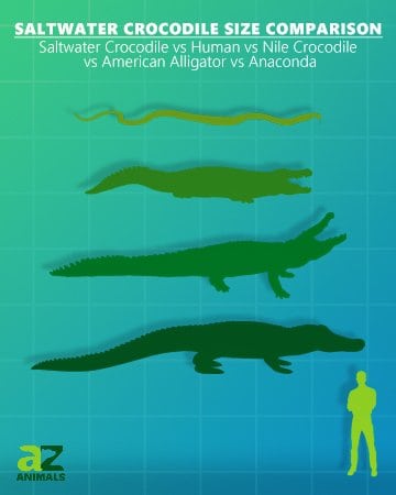 confronto delle dimensioni del coccodrillo d'acqua salata coccodrillo del nilo alligatore americano anaconda umana