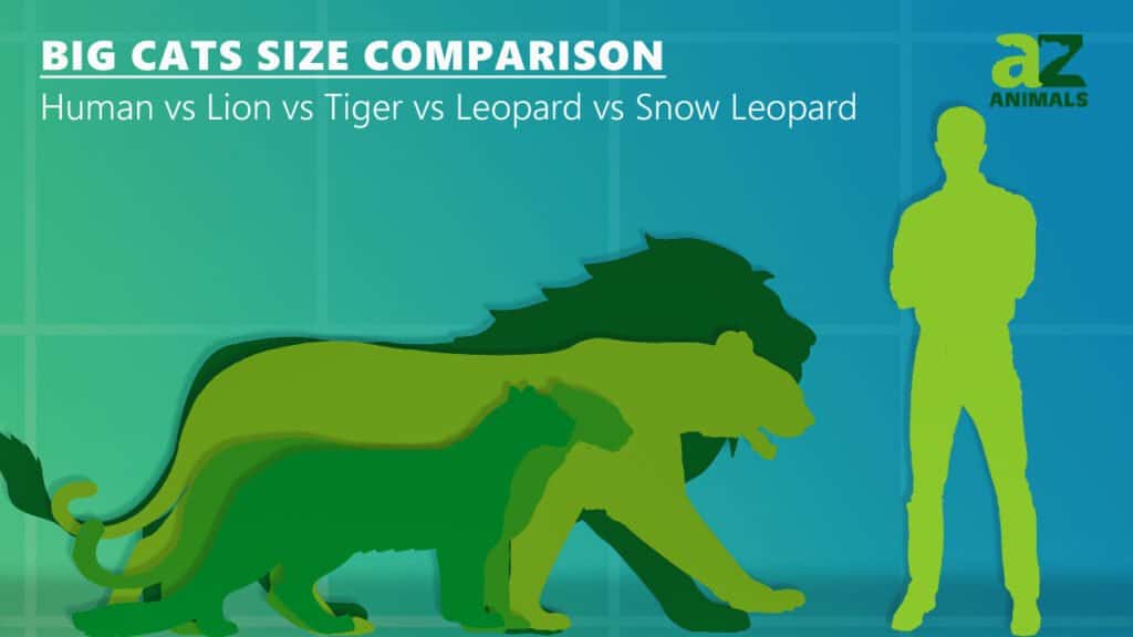 confronto tra grandi felini con umani, leoni, tigri, leopardi e leopardi delle nevi