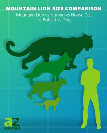 confronto delle dimensioni del leone di montagna con il gatto e il cane di casa del gatto bob