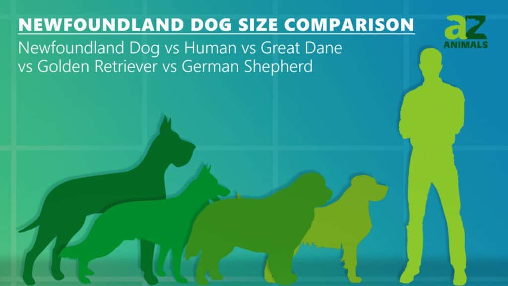 Confronto delle dimensioni del cane di Terranova: golden retriever pastore tedesco alano