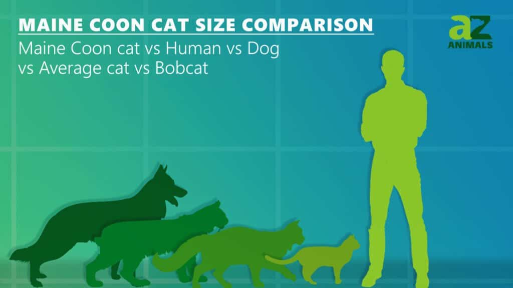 Confronto delle dimensioni del gatto Maine coon cane gatto medio e lince rossa