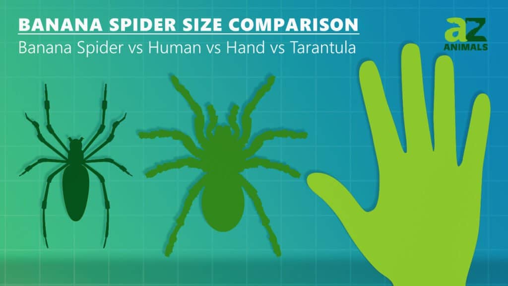 confronto delle dimensioni del ragno banana tarantola della mano umana 