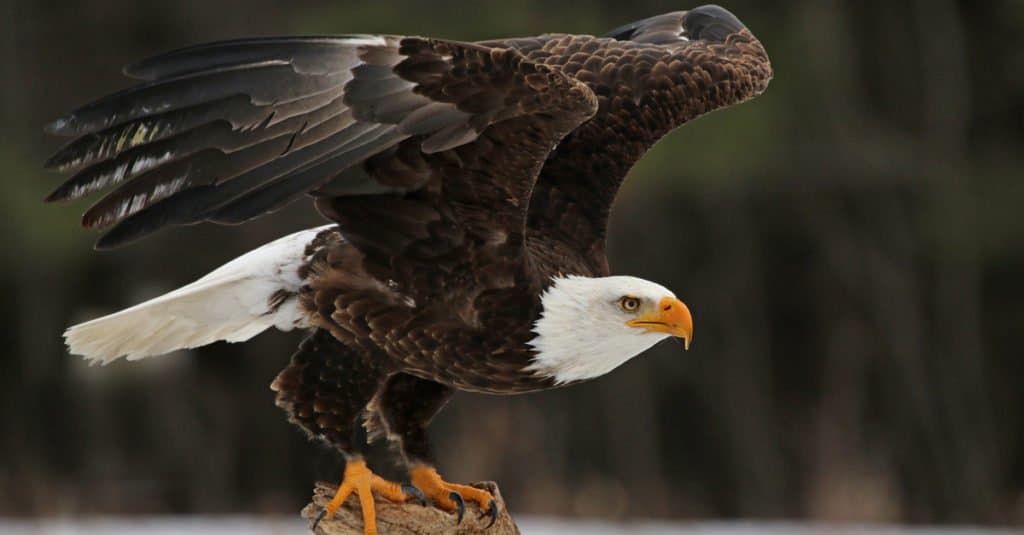 I più grandi uccelli rapaci - Aquila calva