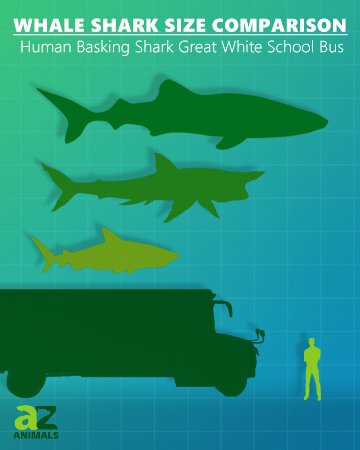Confronto delle dimensioni dello squalo balena: squalo balena, umano, squalo elefante, grande squalo bianco, scuolabus