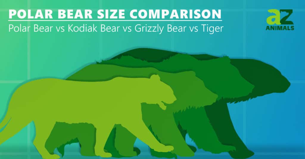 confronto delle dimensioni dell'orso polare orso grizzly kodiak orso tigre