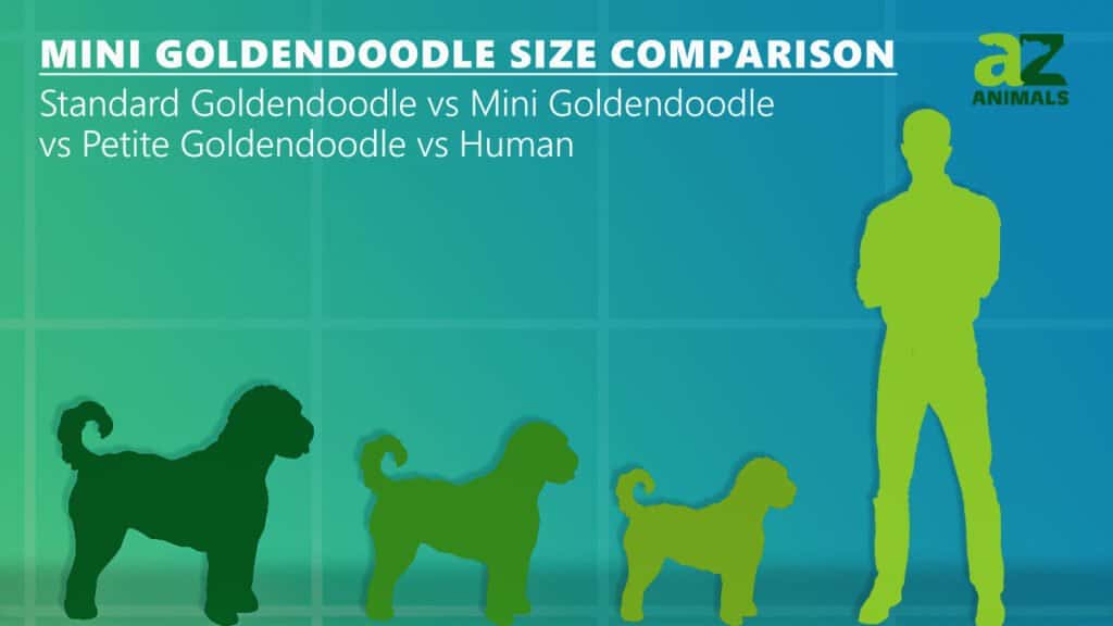 Mini Goldendoodle Confronto delle dimensioni: goldendoodle standard umano petite goldendoodle 