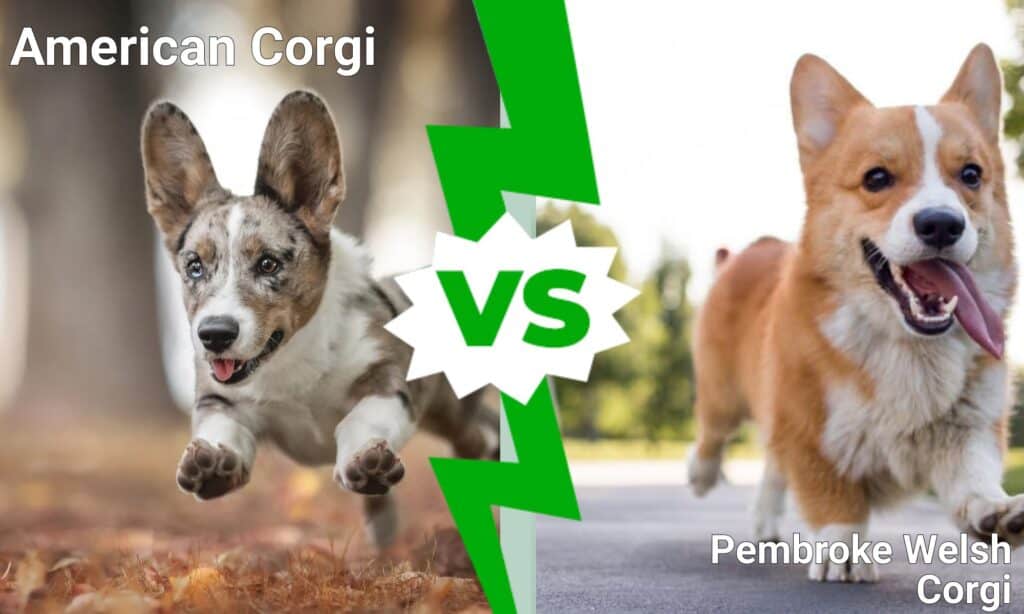 Corgi americano contro Pembroke Welsh Corgi